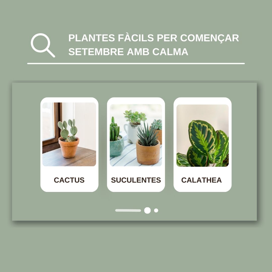 Plantes fàcils per començar setembre amb calma